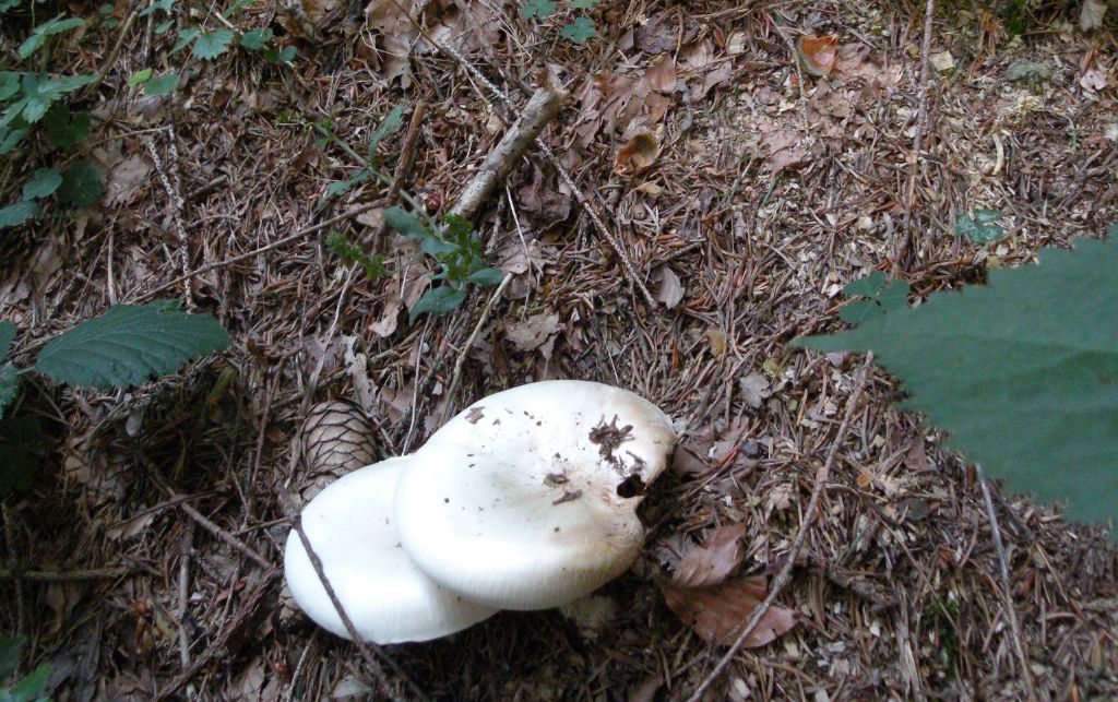 Clitocybe con margine costolato?